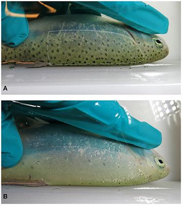 Emergence Time and Skin Melanin Spot Patterns Do Not Correlate with Growth Performance, Social Competitive Ability or Stress Response in Farmed Rainbow Trout